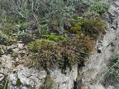 Asplenium septentrionale