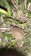 Phrynops geoffroanus