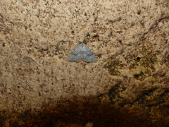 Colostygia multistrigaria