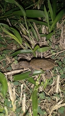 Phrynops geoffroanus