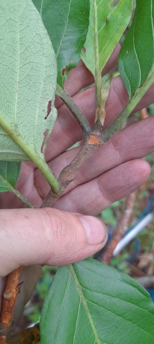 Crooked False Medlar (Vangueriopsis lanciflora)
