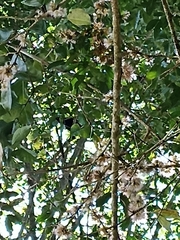 Psarocolius decumanus