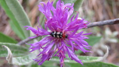 Enoclerus triplagiatus