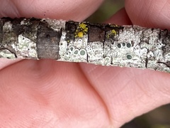Rinodina