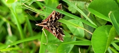 Diasemia grammalis
