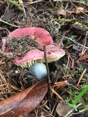 Russula xerampelina