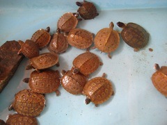 Rhinoclemmys pulcherrima pulcherrima