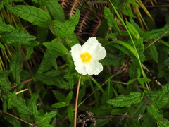 Cistus psilosepalus