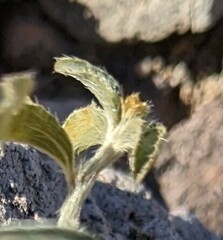 Ditaxis serrata