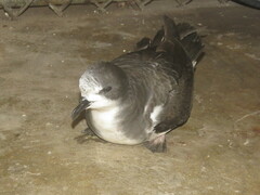 Pterodroma hypoleuca