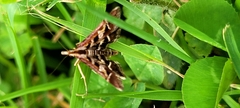 Diasemia grammalis