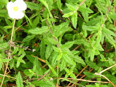 Cistus psilosepalus