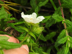 Cistus psilosepalus