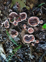 Hydnellum concrescens