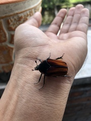 Cotinis mutabilis cabira