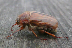 Amphimallon