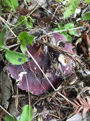 Russula xerampelina