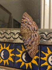 Speiredonia spectans