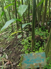 Heliconia wilsonii