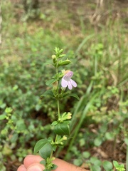 Clinopodium carolinianum