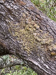 Homalothecium nuttallii