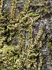 Homalothecium nuttallii