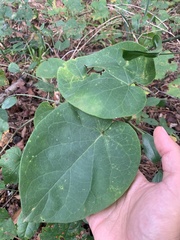 Matelea carolinensis