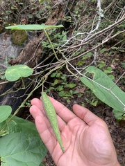 Matelea carolinensis