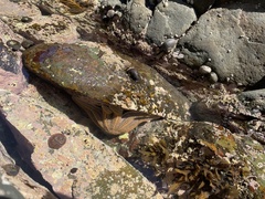 Stichaster australis