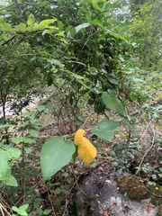 Matelea carolinensis