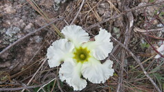 Mandevilla petraea