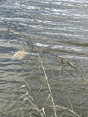 Phragmites australis