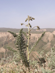 Biebersteinia multifida