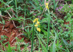 Sisyrinchium palmifolium