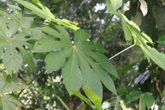 Cecropia schreberiana