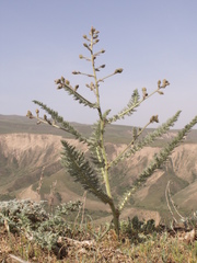 Biebersteinia multifida