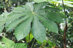 Cecropia schreberiana
