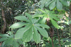 Cecropia schreberiana