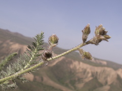 Biebersteinia multifida