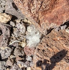 Dasymutilla gloriosa