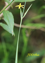 Sisyrinchium palmifolium
