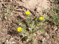 Potentilla soongorica