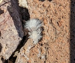 Dasymutilla gloriosa