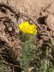 Potentilla soongorica