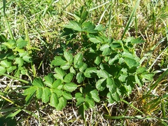 Thalictrum flavum