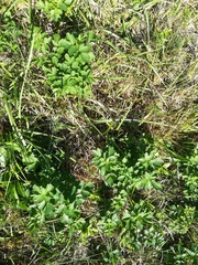 Thalictrum flavum