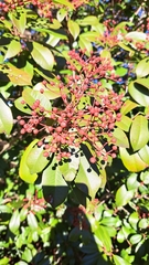 Photinia serratifolia
