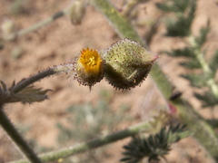 Biebersteinia multifida