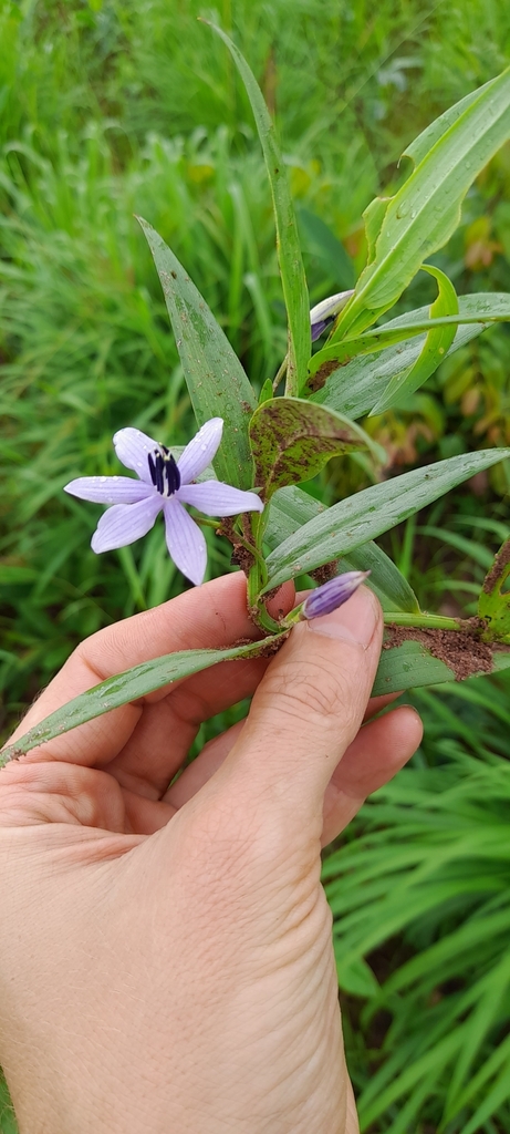 Walleria mackenziei