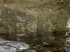 Oncorhynchus tshawytscha